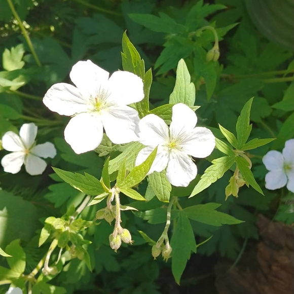 🌿Welcome to my closet! @augustivy🌿 - Picture 2 of 3